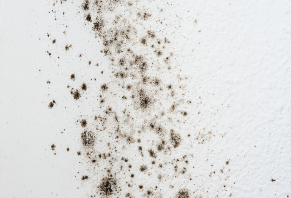 The Savannah Humidity Survival Guide: How Local Businesses Fight Mold, Mildew, and Office Mustiness